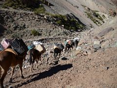 03 Mules Carrying Loads Up The Relinchos Valley From Casa de Piedra To Plaza Argentina Base Camp.jpg